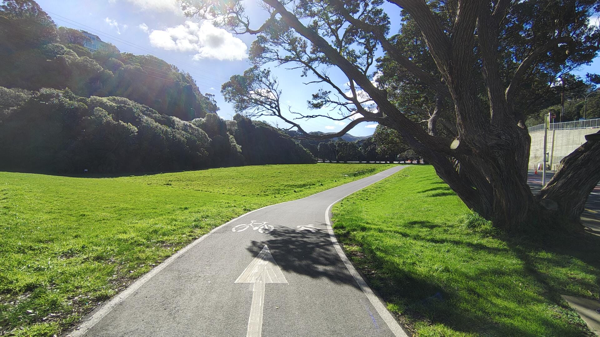 Sunlit cycle path through green park beneath large tree
