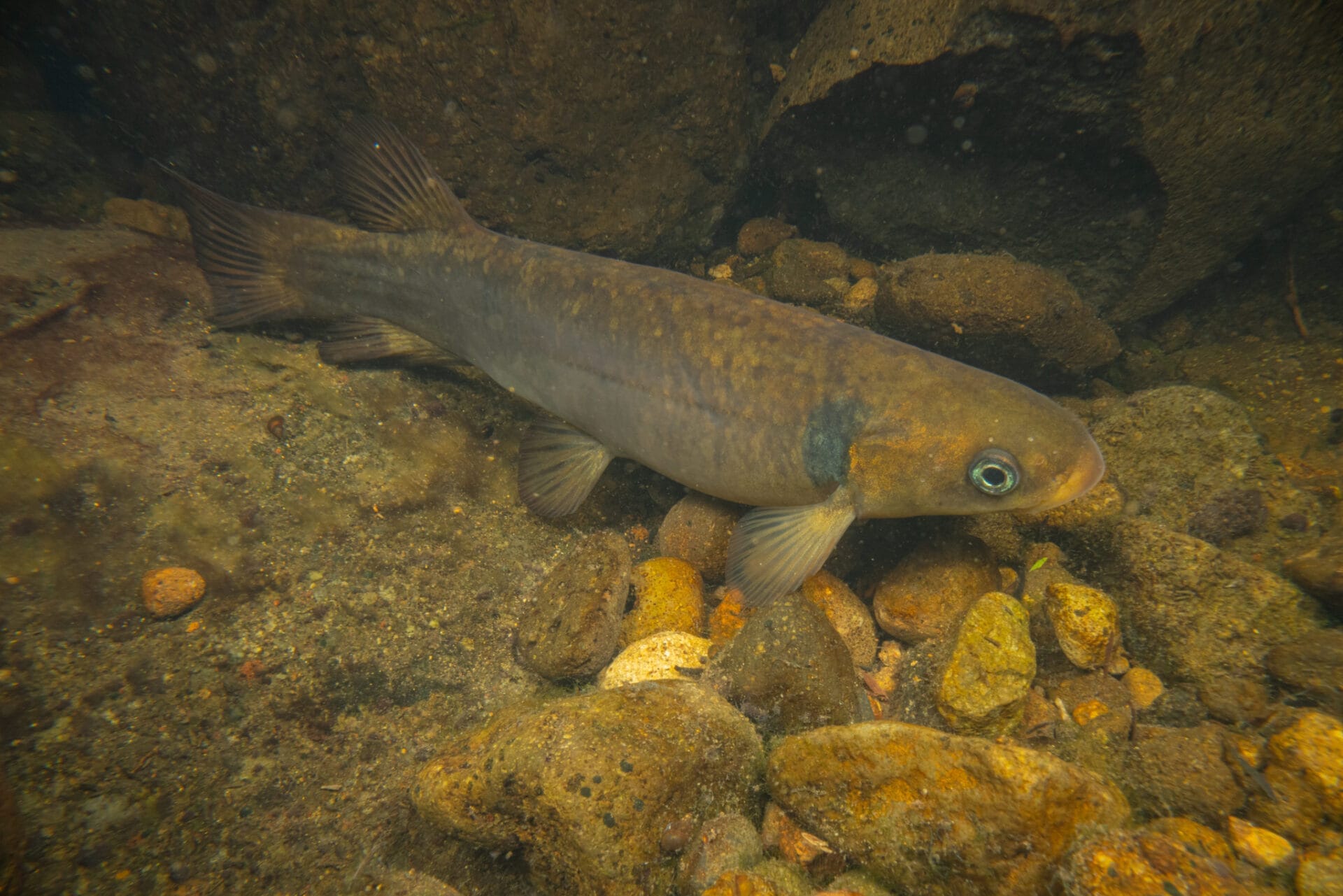 Freshwater fish swimming over rocky stream bed