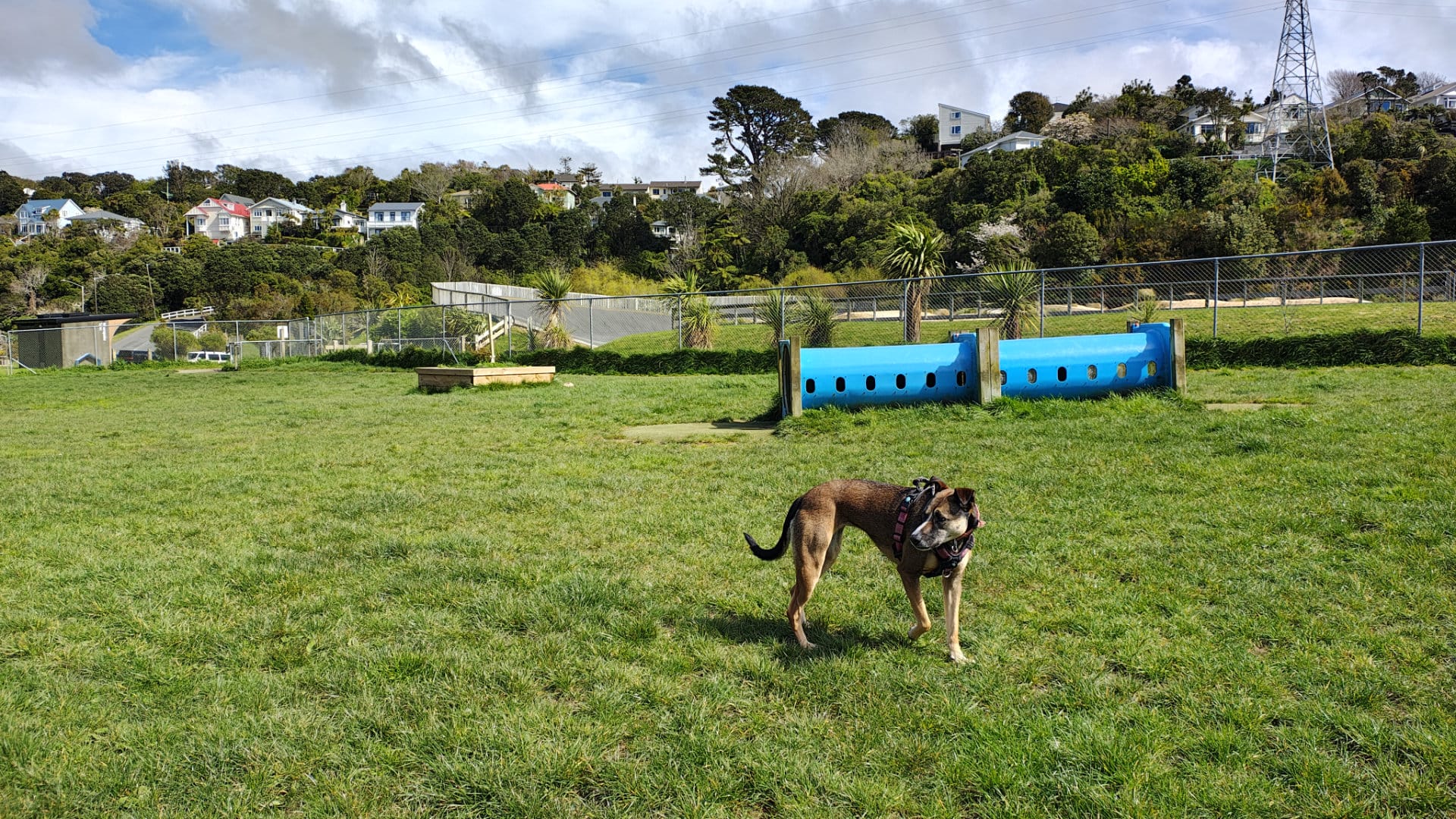Dog standing in grassy park beside blue tunnel