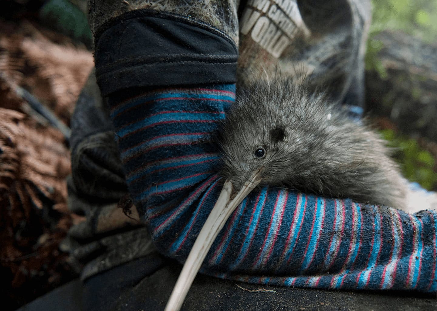 Young kiwi bird resting against striped sock